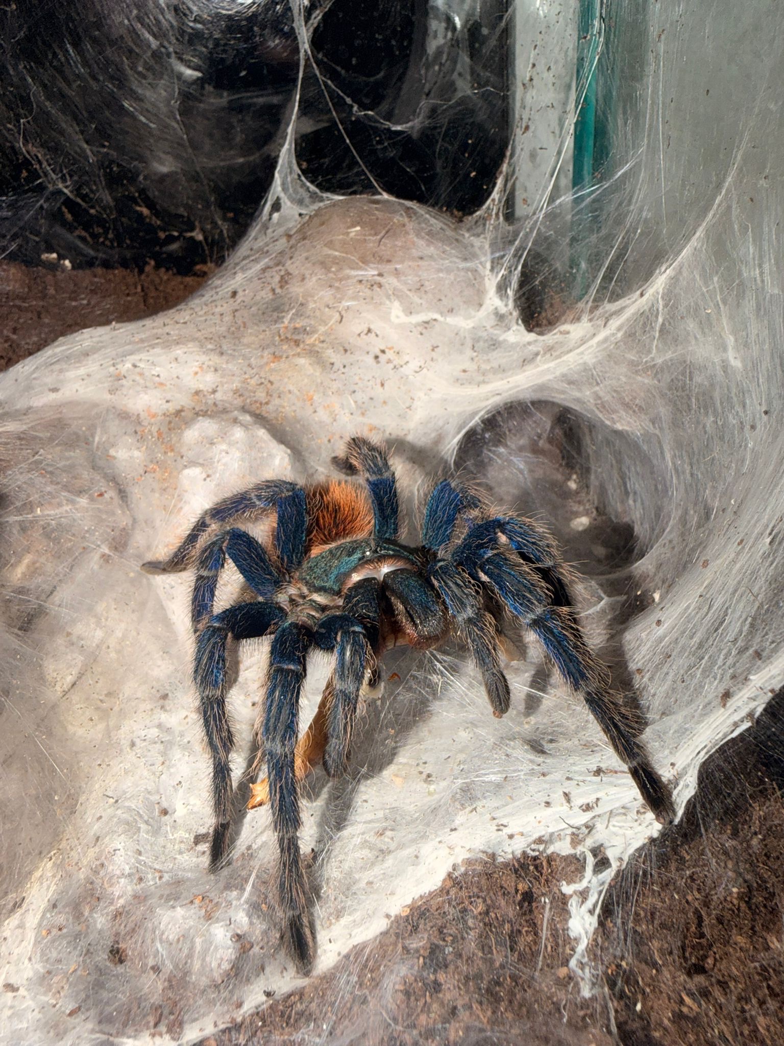 Spider