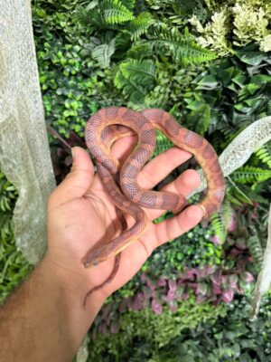 נחש כרכן תירס – Het Palmetto (Corn Snake