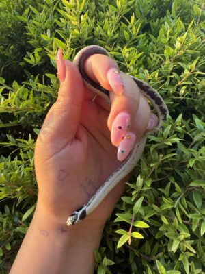 נחש קינג קליפורניה California Kingsnake