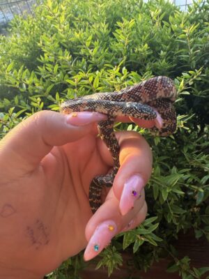 נחש קינג פלורידה Florida Kingsnake