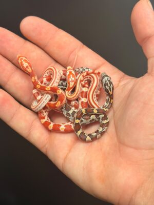 כרכן תירס Corn snake